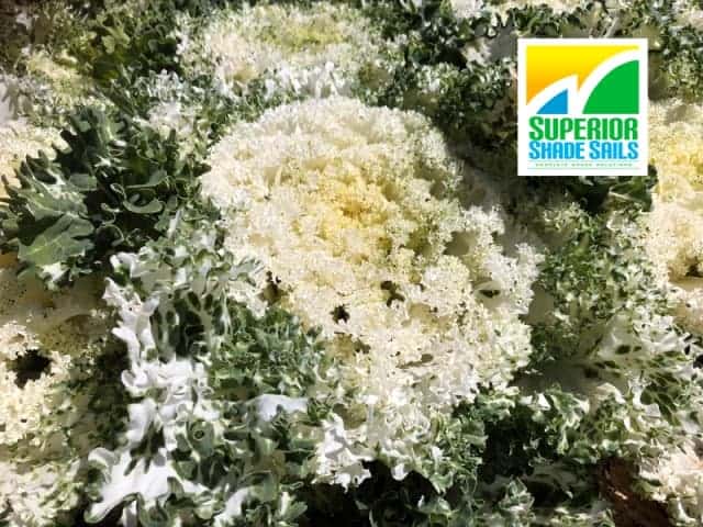 Carnival of Flowers, Toowoomba-Ornamental Kale Cabbage- Image: Superior Shade Sails