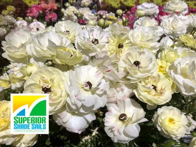 Carnival of Flowers, Toowoomba, Image: Superior Shade Sails